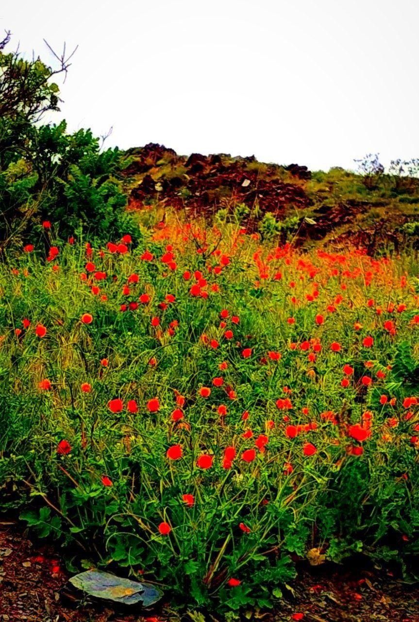 باغ کنار رودخانه سند تک برگ|فروش زمین و ملک کلنگی|طرقبه, |دیوار