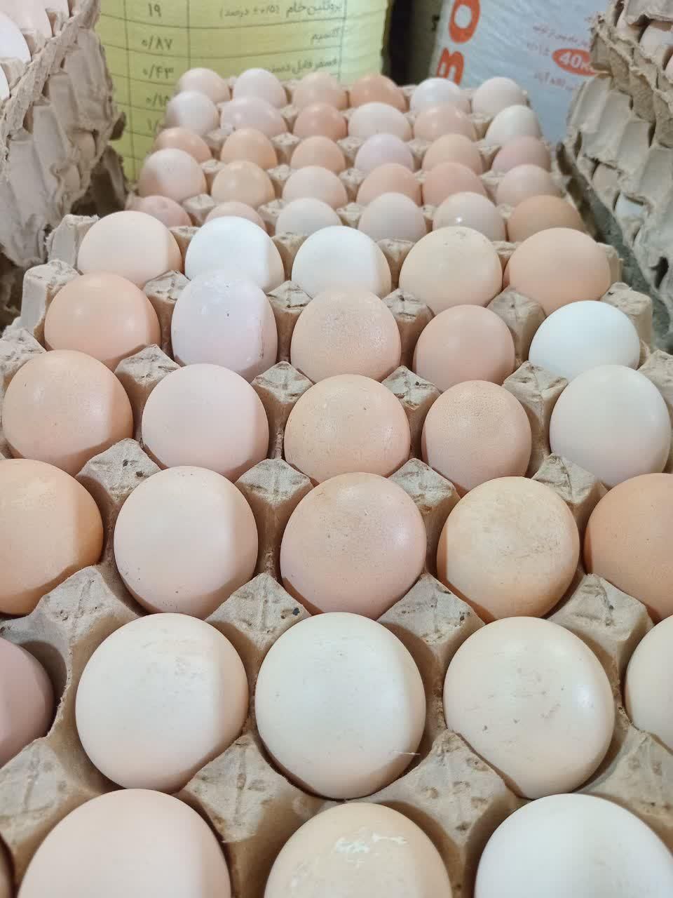 پخش مرغ اردک غاز بوقلمون بلدرچی.ن و ...|خوردنی و آشامیدنی|زنجان, |دیوار