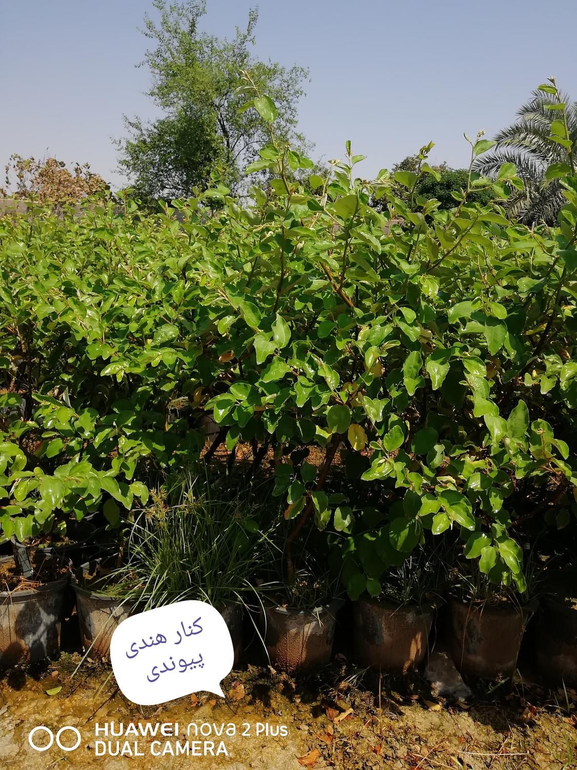 انواع نهال گرمسیری  مثمر و غیر مثمر|خدمات باغبانی و درختکاری|دزفول, |دیوار