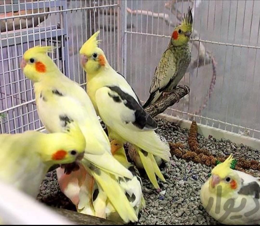 سالن عروس هلندی رام دستی سخنگو نر ماده تضمین ۳سال|پرنده|تهران, نواب|دیوار
