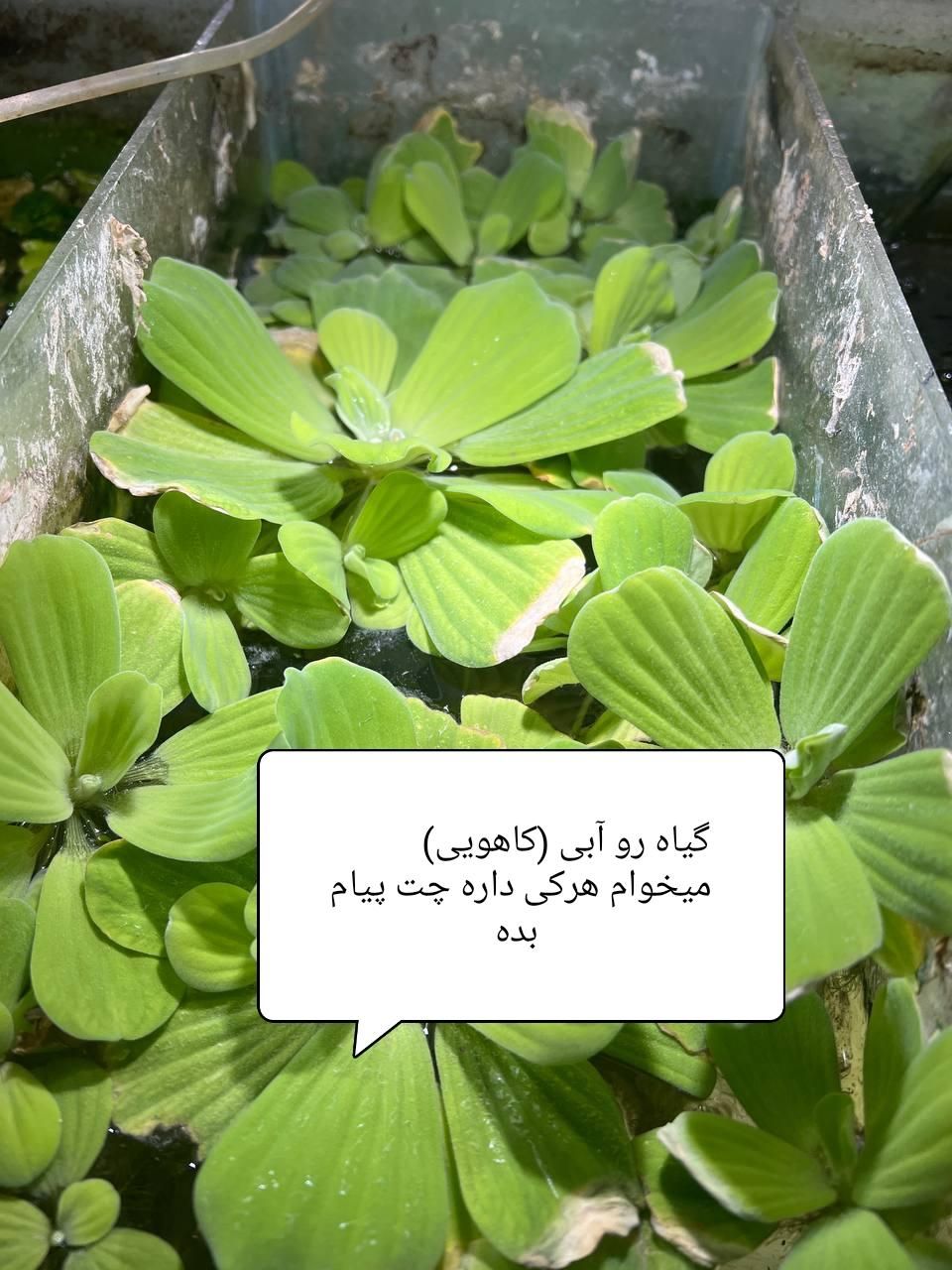 گیاه آکواریومی|ماهی|بجنورد, |دیوار