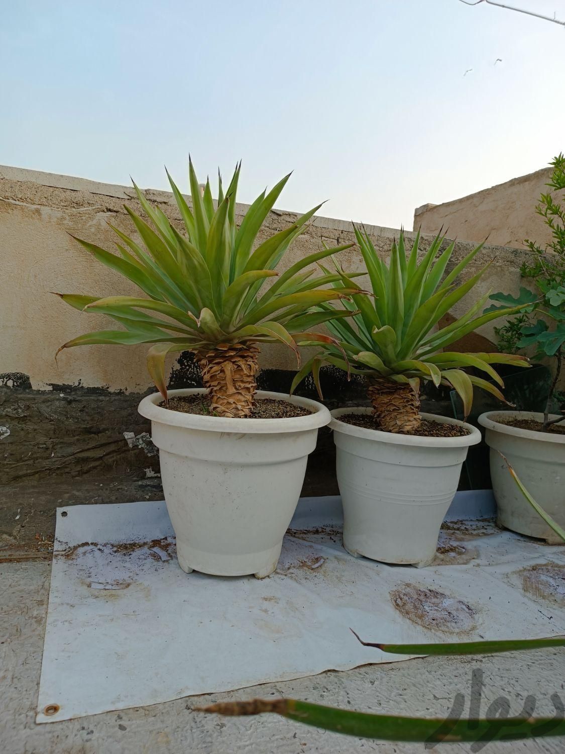 کاکتوس آگاو سن و سال دار سایز بزرگ|گل و گیاه طبیعی|تهران, مسعودیه|دیوار