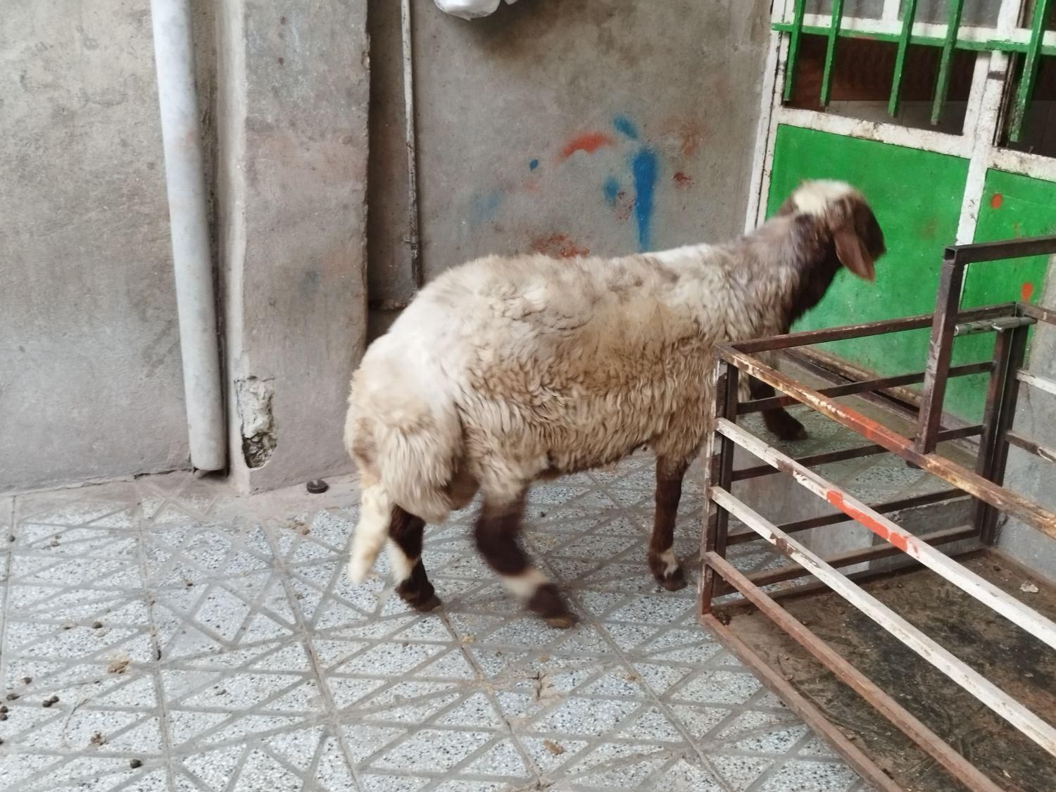 میش و شیشک چاق چاقبرایمصرفخانه|حیوانات مزرعه|بروجرد, |دیوار