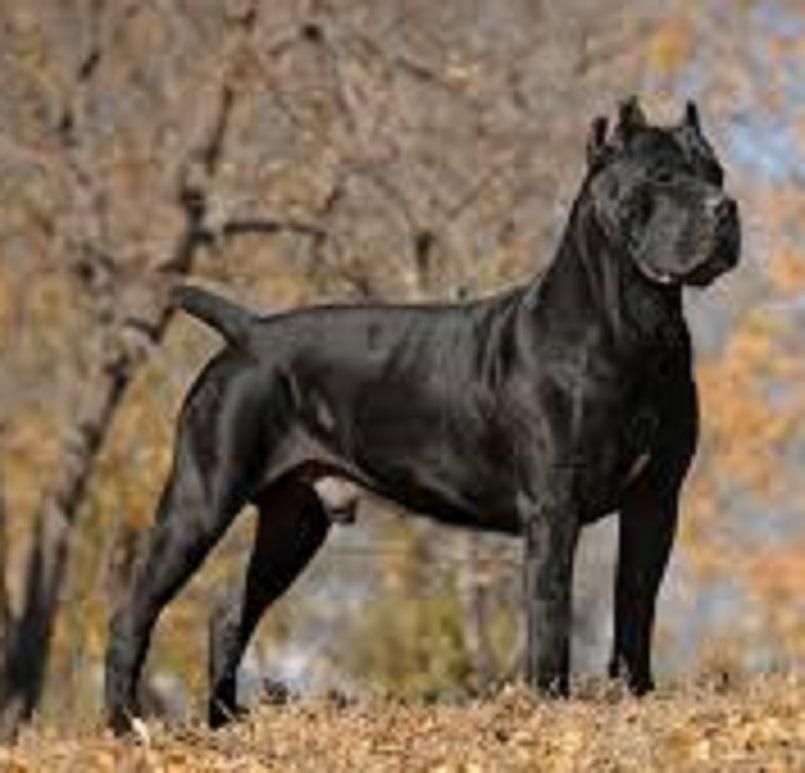 توله سگ 65 روزه دوبرمن ژرمن روتوایلر کن کورسوو|سگ|تهران, گیشا|دیوار