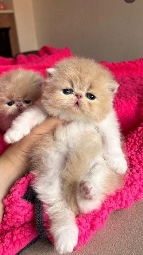 بچه گربه های ناناز|گربه|رشت, شهریاران|دیوار