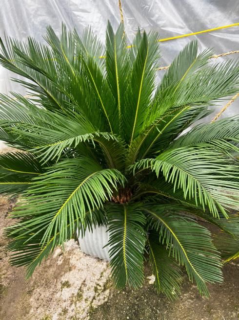 سیکاس ۱۰ساله|گل و گیاه طبیعی|رشت, تازه آباد|دیوار
