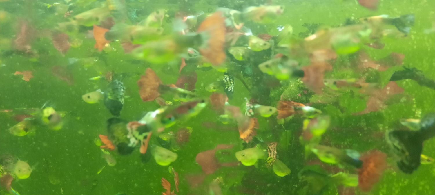 ماهی گوپی|ماهی|بابل, |دیوار