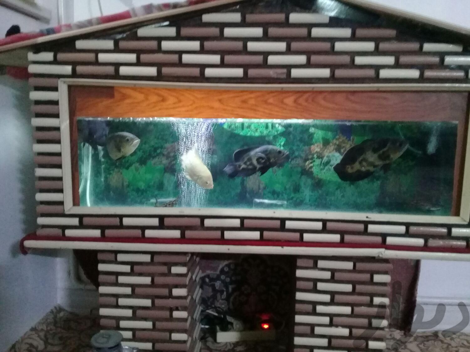 اکواریوم کلبه ای به همراه ۹عدد ماهی|ماهی و آکواریوم|نظرآباد, |دیوار
