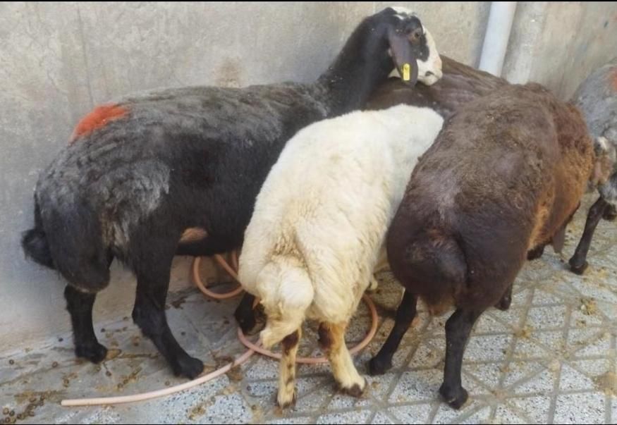 شیشکچاقوانواعگوسفند....|حیوانات مزرعه|بروجرد, |دیوار