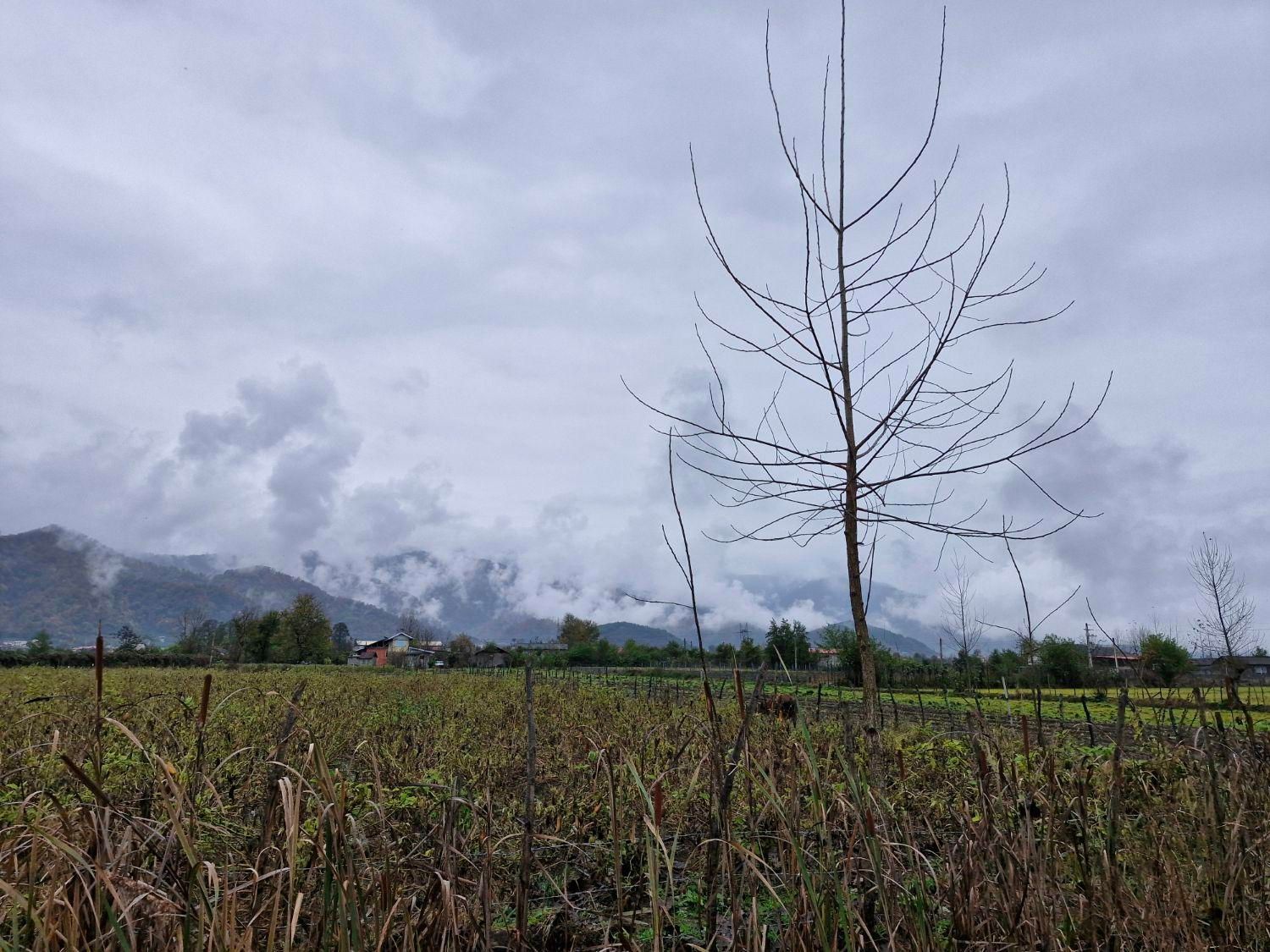 زمین۸۰۰۰متر مناسب برای کاشت کیوی تالش چلونصر|فروش زمین و ملک کلنگی|تالش, هشتپر|دیوار