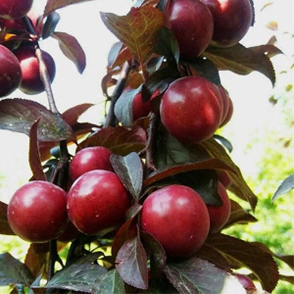 نهال چنار صنوبر و انواع میوه|خدمات باغبانی و درختکاری|خلخال, |دیوار