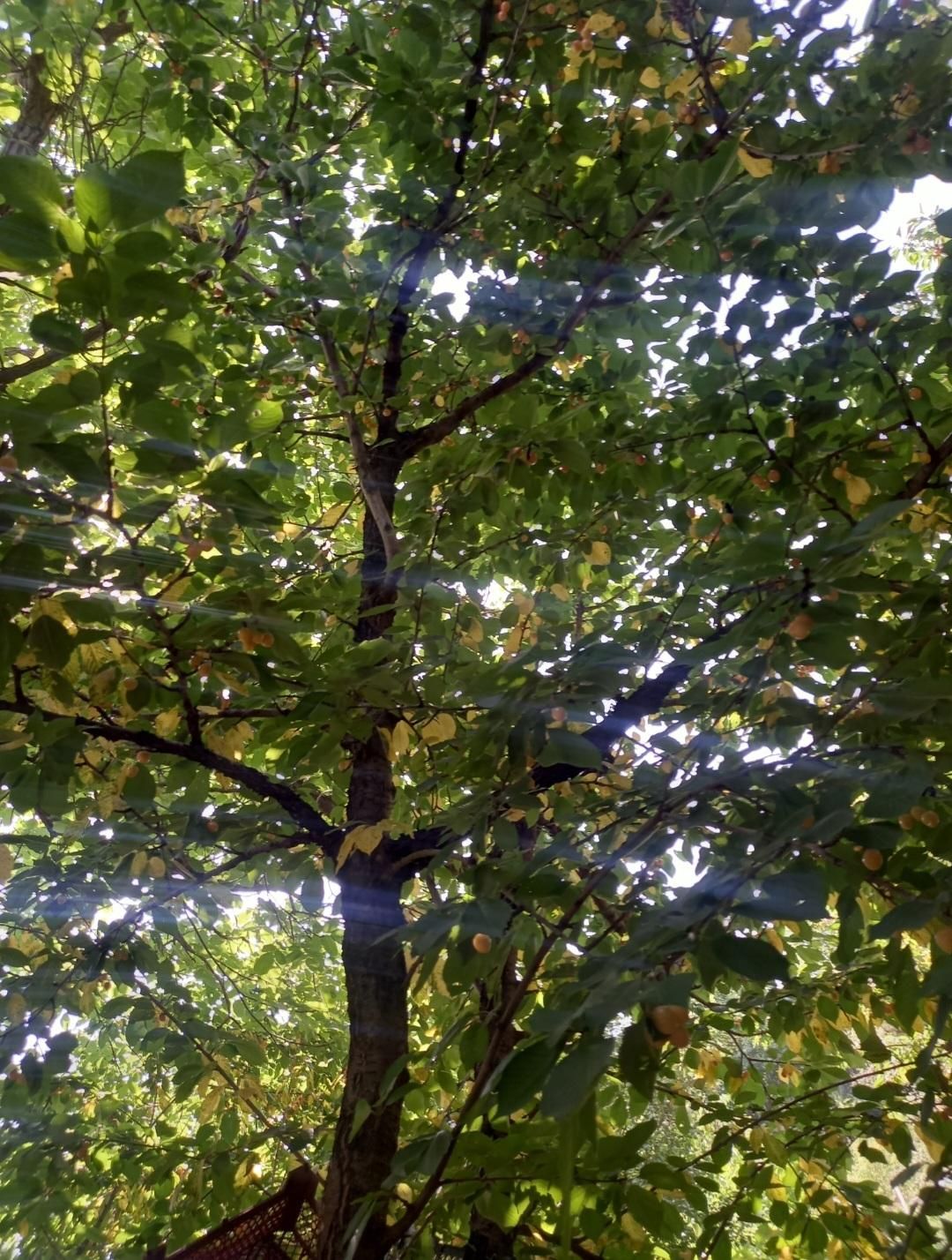۱۲۰۰متر باغ ۳۵کیلومتری جاده چالوس،روستای مورود|فروش زمین و ملک کلنگی|آسارا, |دیوار