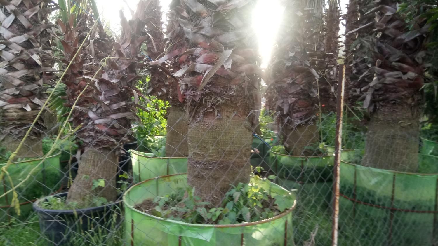 سرویس نهالستان نهال درخت گل گیاه آپارتمانی خانگی|خدمات باغبانی و درختکاری|تهران, زعفرانیه|دیوار