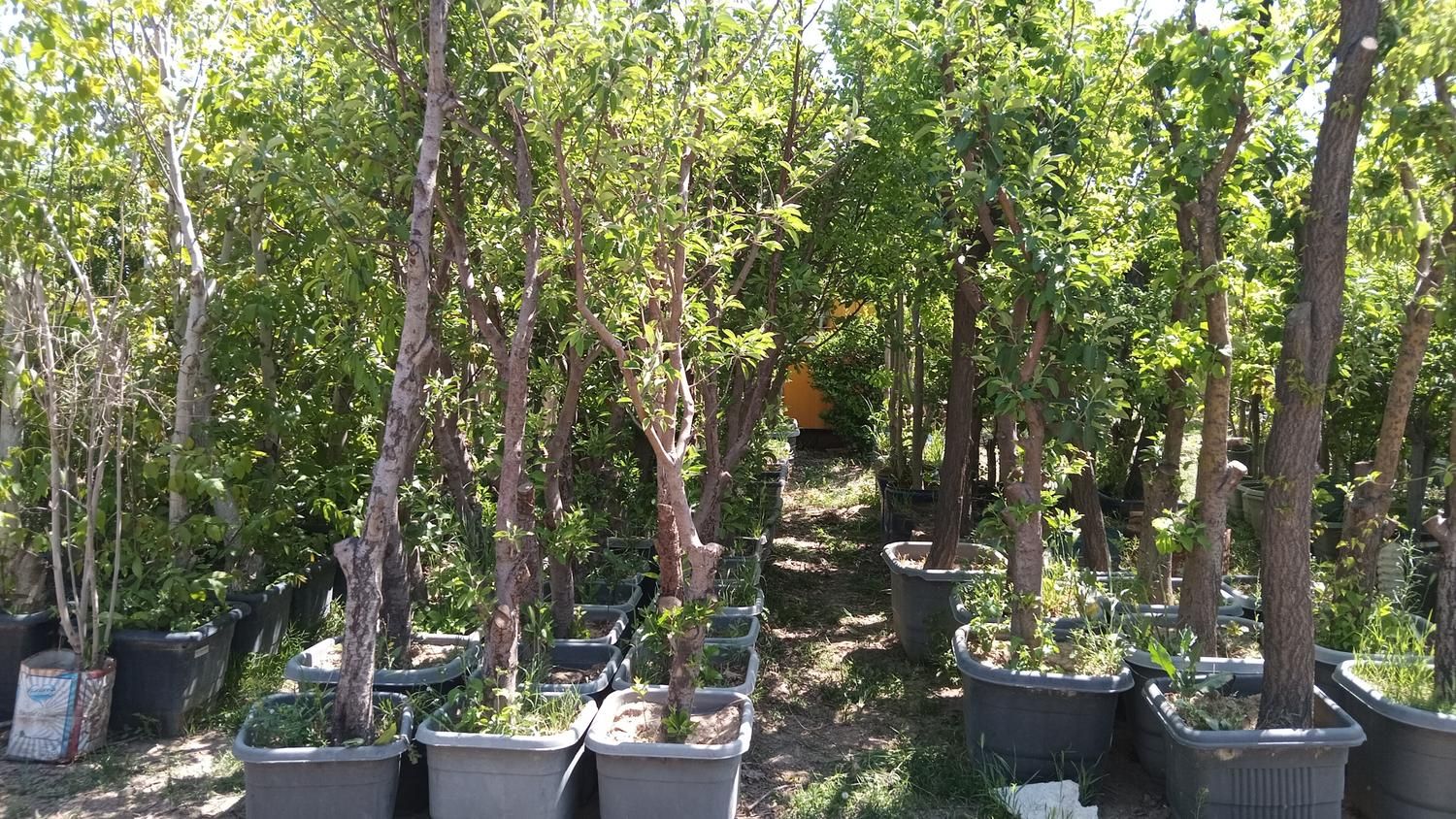 درخت درختچه نهال گل گلدانی درگلدان باگلدان میوه|خدمات باغبانی و درختکاری|تهران, باغ خزانه|دیوار