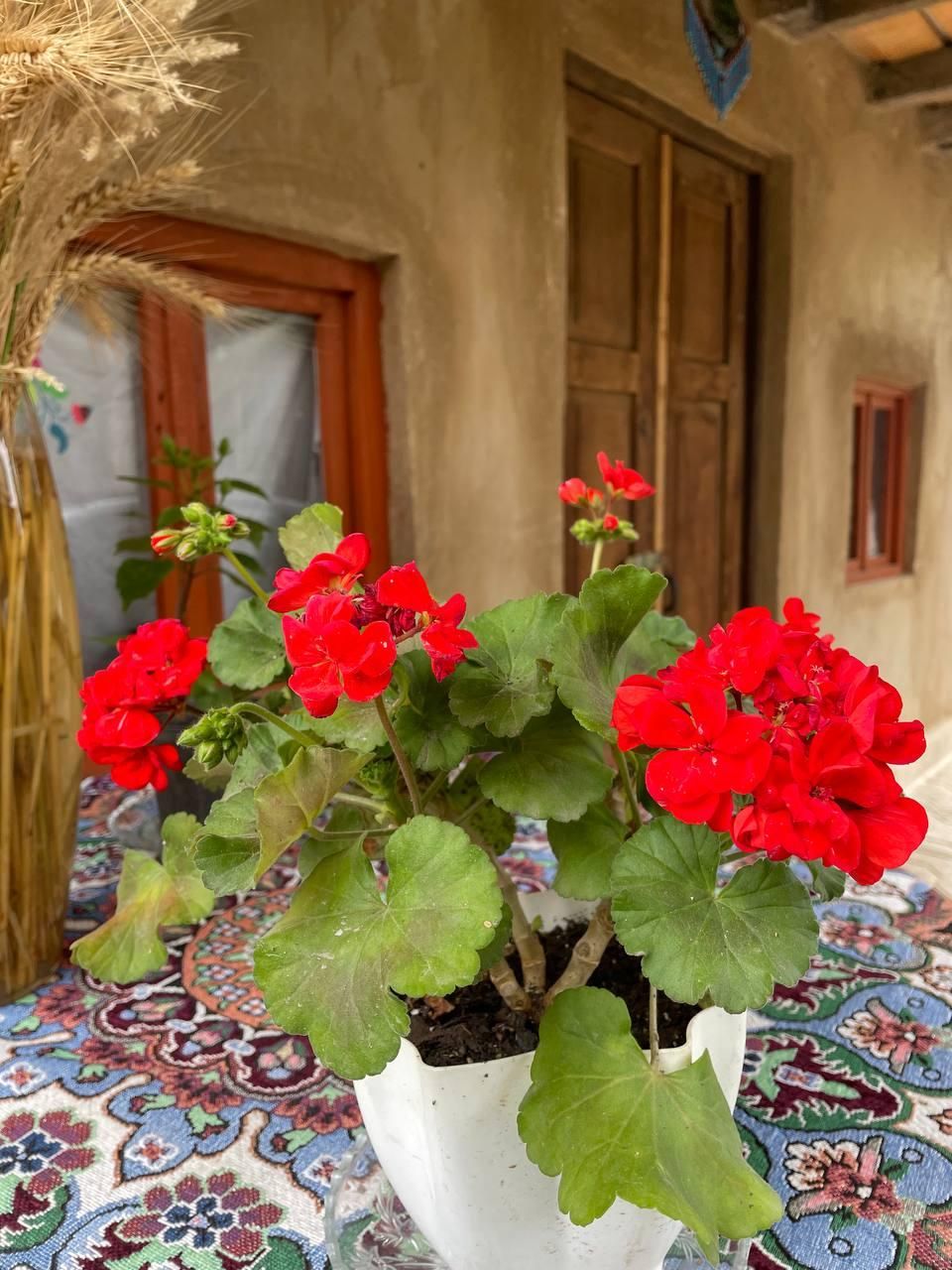 اجاره روزانه/هفتگی/ماهانه آپارتمان ۳۰ متری|اجارهٔ کوتاه‌مدت آپارتمان و سوئیت|خان ببین, |دیوار