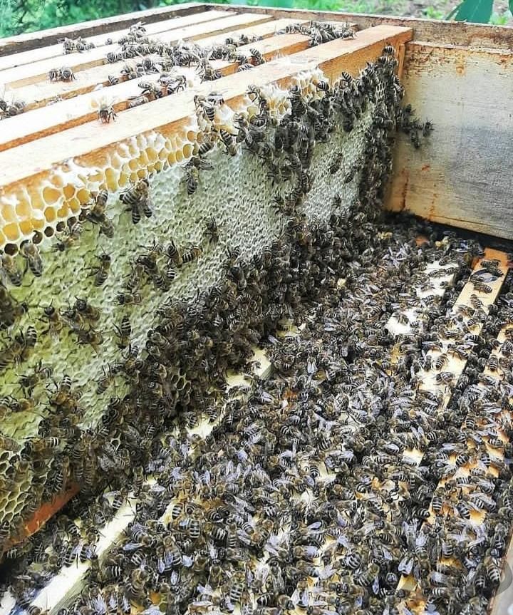 فروش ۵۰ کلنی زنبور عسل نژاد کارنیکا|حیوانات مزرعه|هرسین, |دیوار