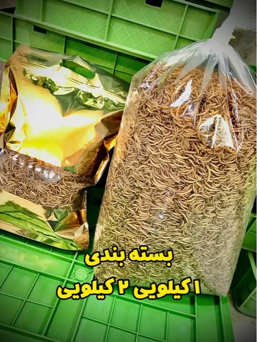 میلورم زنده و خشک/عمده/جزئی/سوپرورم/سبد و کود|خزنده|قم, باسکول|دیوار
