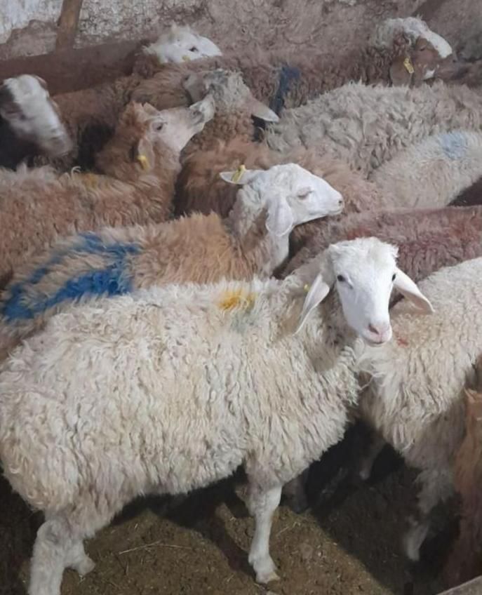 گوسفند قوچ شیشک بره نر چاق زنده ۱۰۰٪ ارگانیکی|حیوانات مزرعه|تهران, شهرک شهید باقری|دیوار