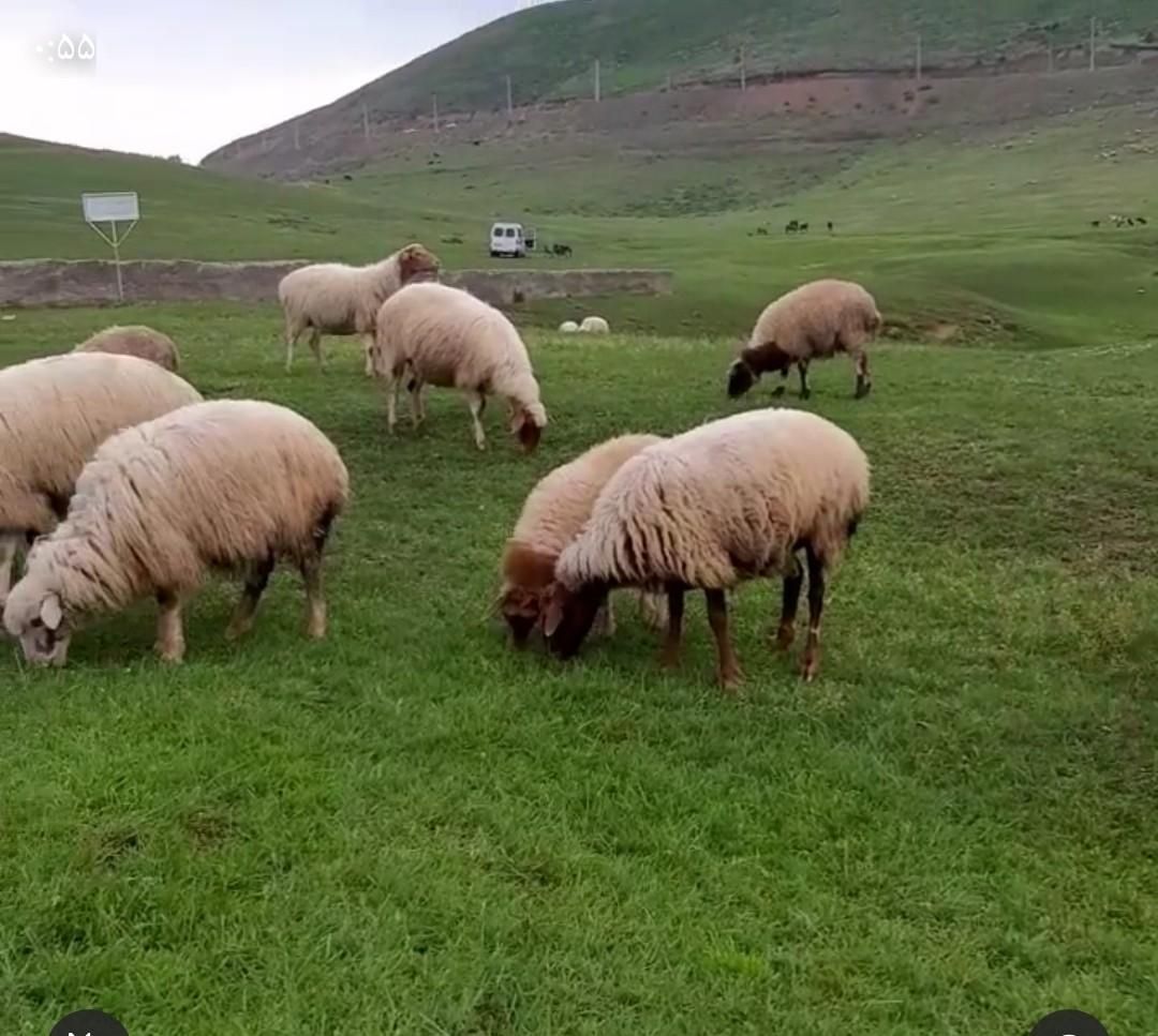 +گوسفند گوشتی شهرداری .غرب شمال.شرق تهران زنده|حیوانات مزرعه|تهران, توحید|دیوار