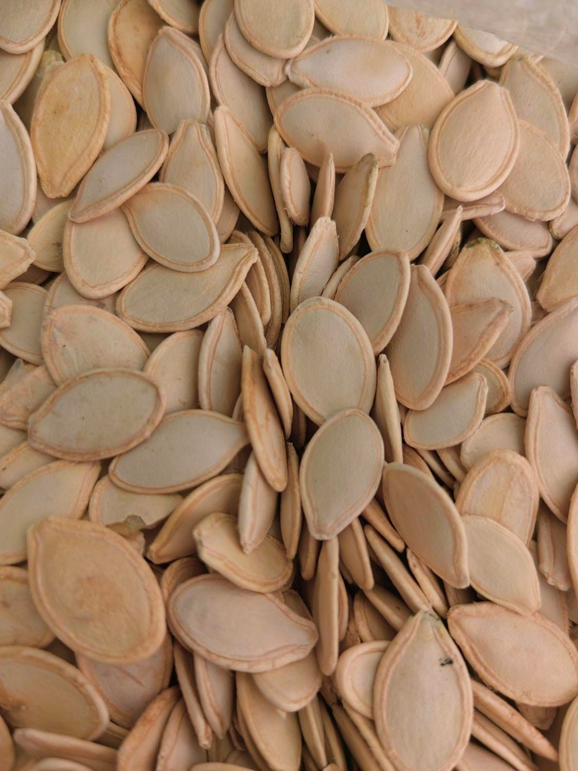 تخمه کدو درشت و تازه|خوردنی و آشامیدنی|اصفهان, دشتستان|دیوار
