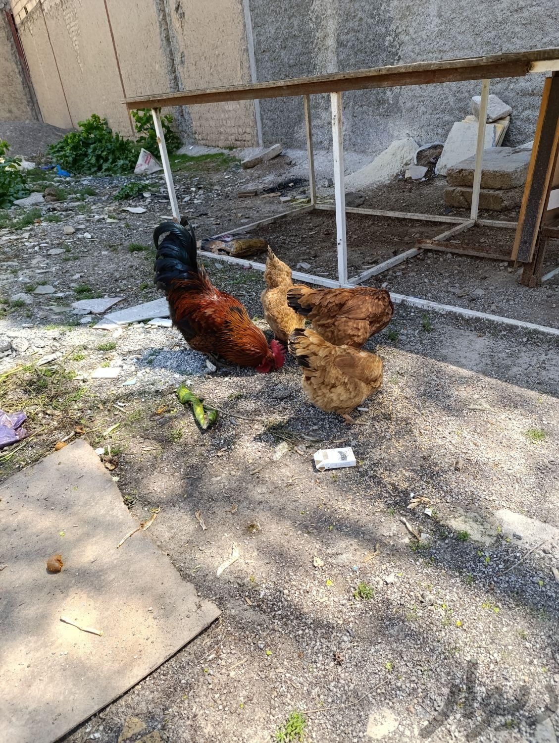 مرغ تخم گذار|حیوانات مزرعه|نورآباد, |دیوار