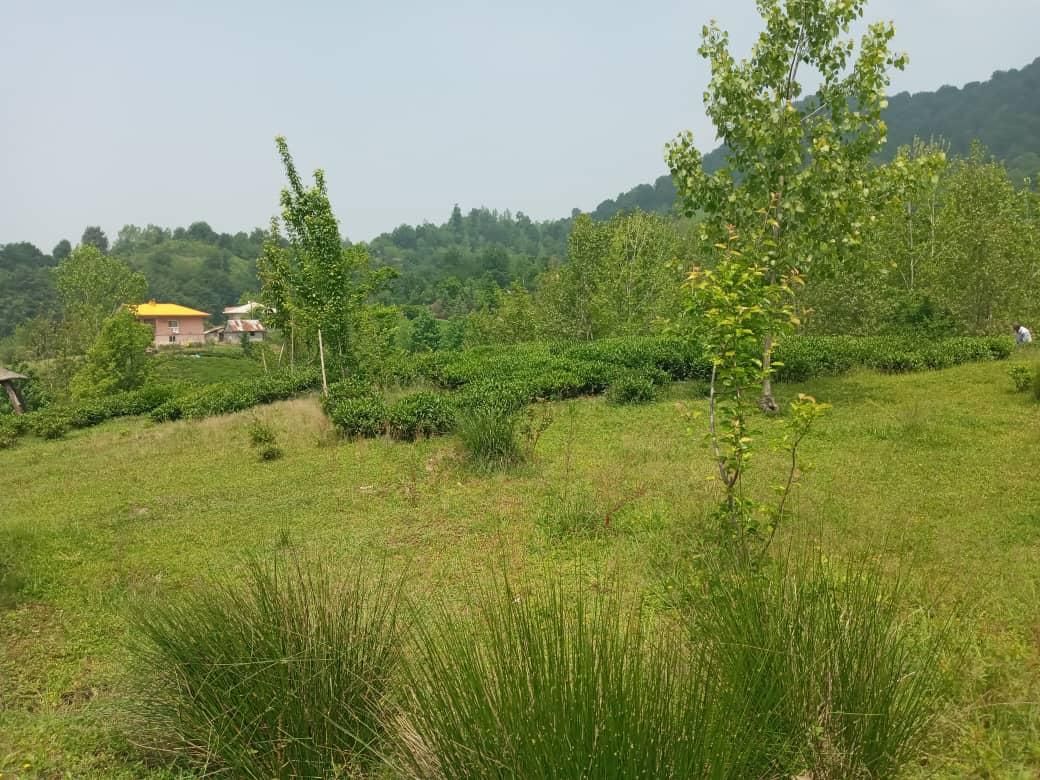 زمین / مسکونی / ویلایی / ۱۴۳۰ متری / چماچاه|فروش زمین و ملک کلنگی|رشت, منظریه|دیوار