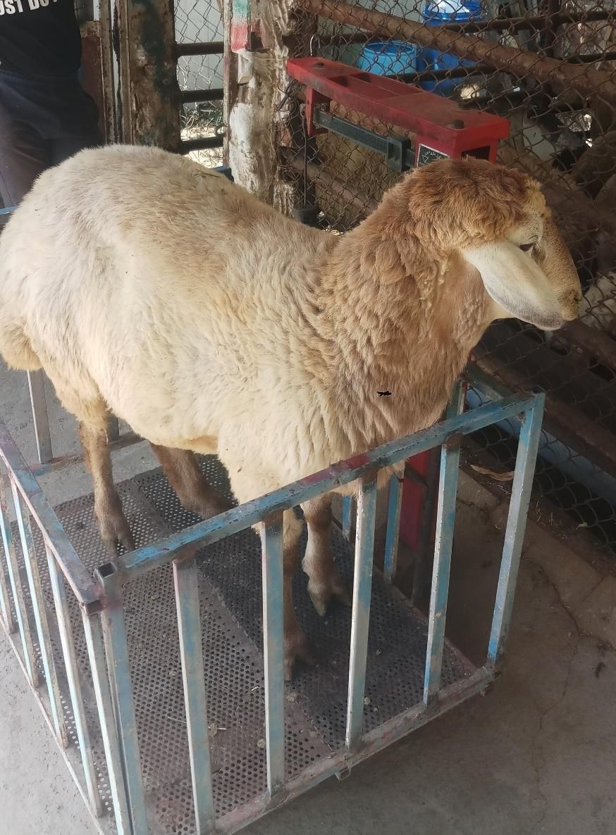 کاروانسرای بزرگ گوسفند غرب تهران زنده فروش معتبر|حیوانات مزرعه|تهران, فرحزاد|دیوار