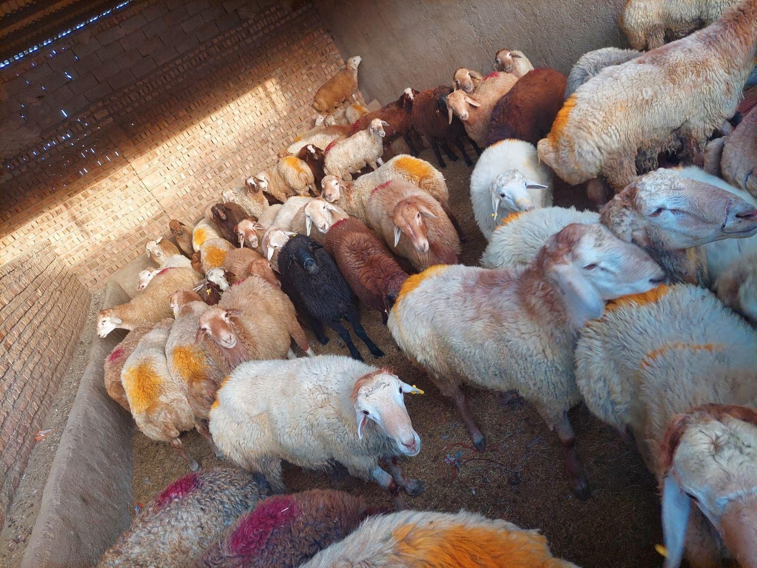 گوسفند زنده تمام نقاط|حیوانات مزرعه|کرج, فاز ۱ مهرشهر|دیوار