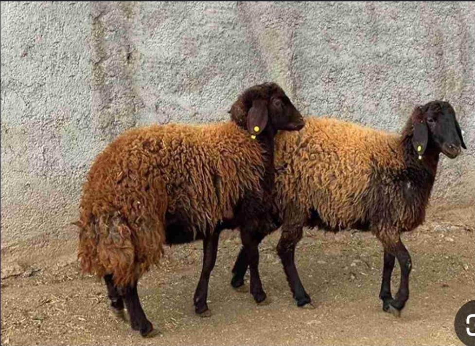 خرید گوسفند زنده و ارسال به تمام نقاط کرج|حیوانات مزرعه|کرج, کیانمهر|دیوار