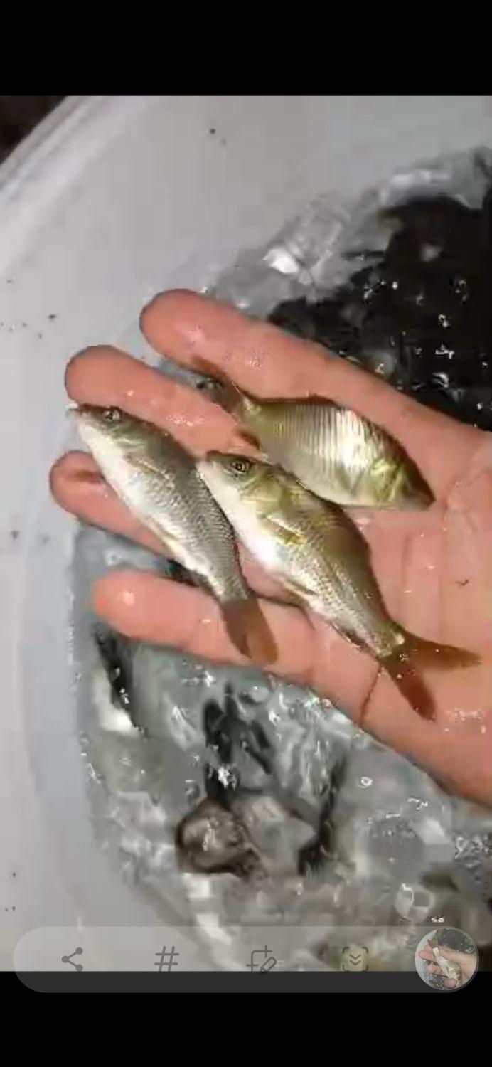 بچه ماهی کپورواموروفیتوفاک و فیتوفاک|ماهی|کرمانشاه, |دیوار