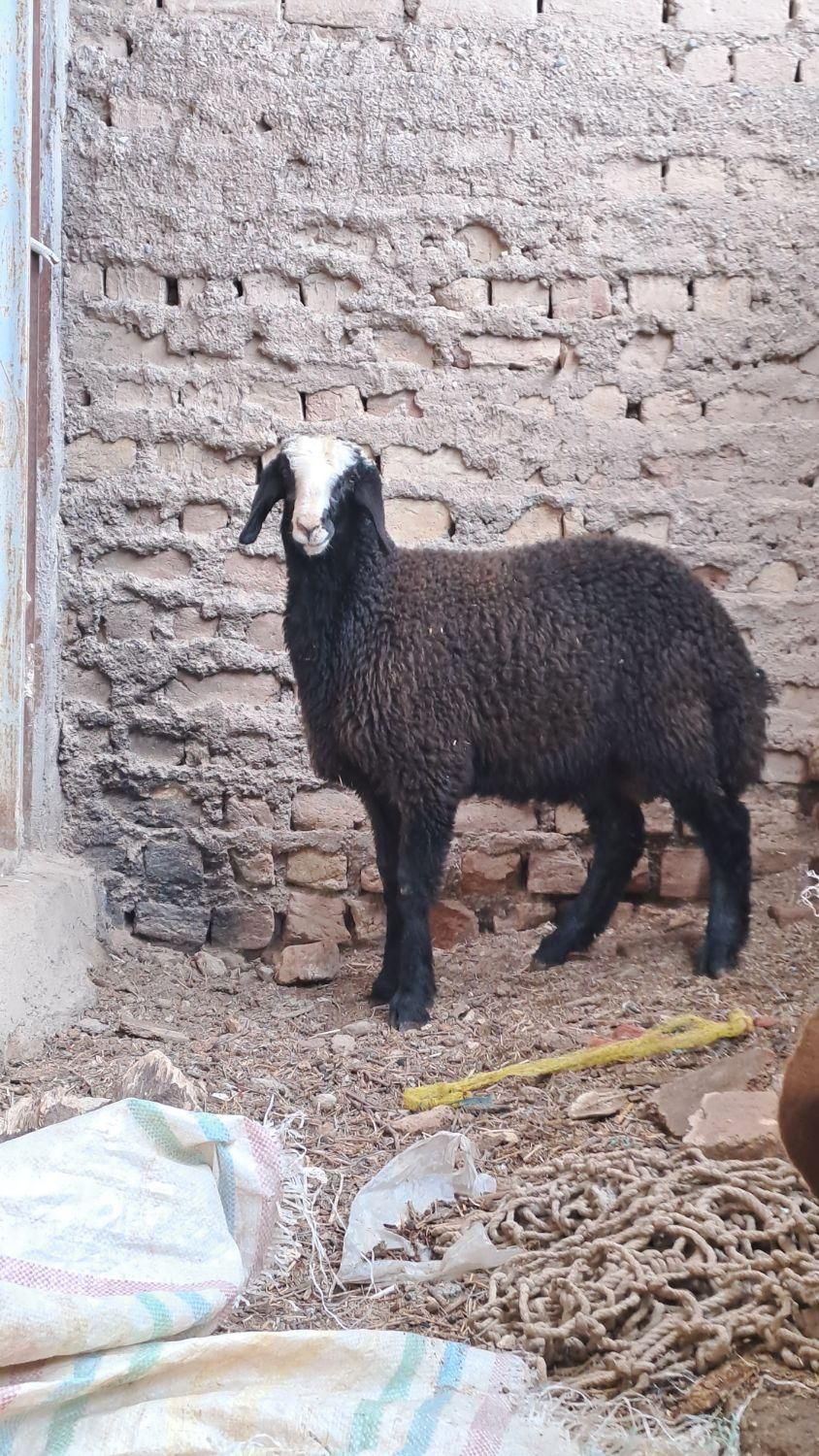 با صرفه و مال بومی ایران میش shali ذات دار|حیوانات مزرعه|تربتحیدریه, |دیوار