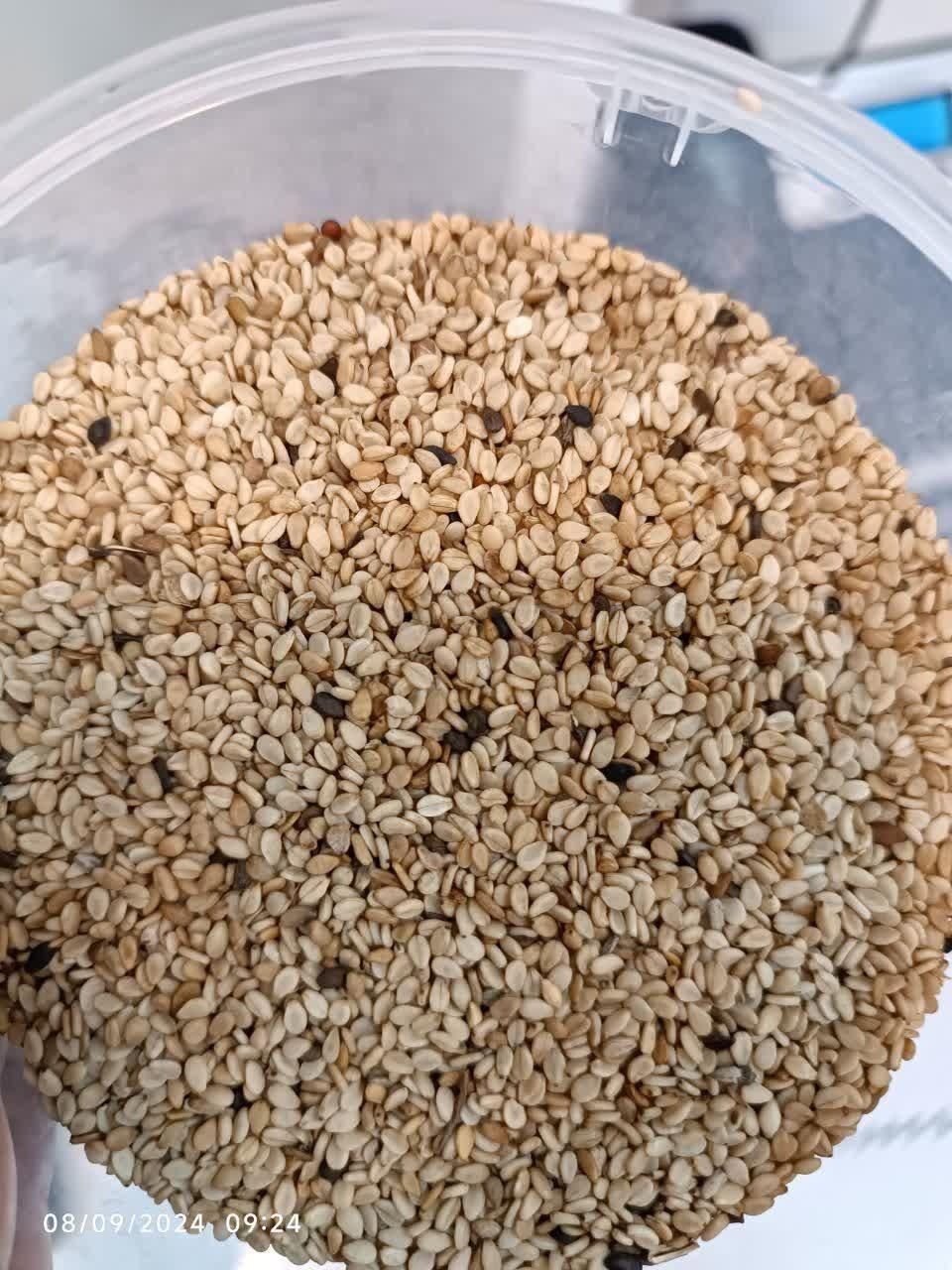 کنجد پاکستان روغن گیری شسته و نشسته|خوردنی و آشامیدنی|اهواز, سپیدار|دیوار