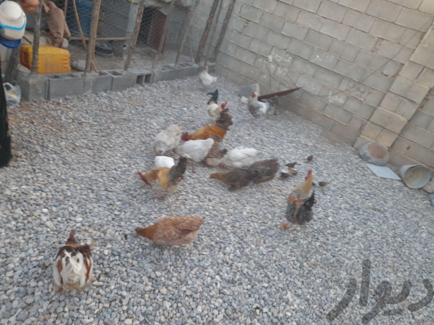 مرغ وخروس فروشی ۴۵۰ تا ۵۵۰|حیوانات مزرعه|سی‌سخت, |دیوار