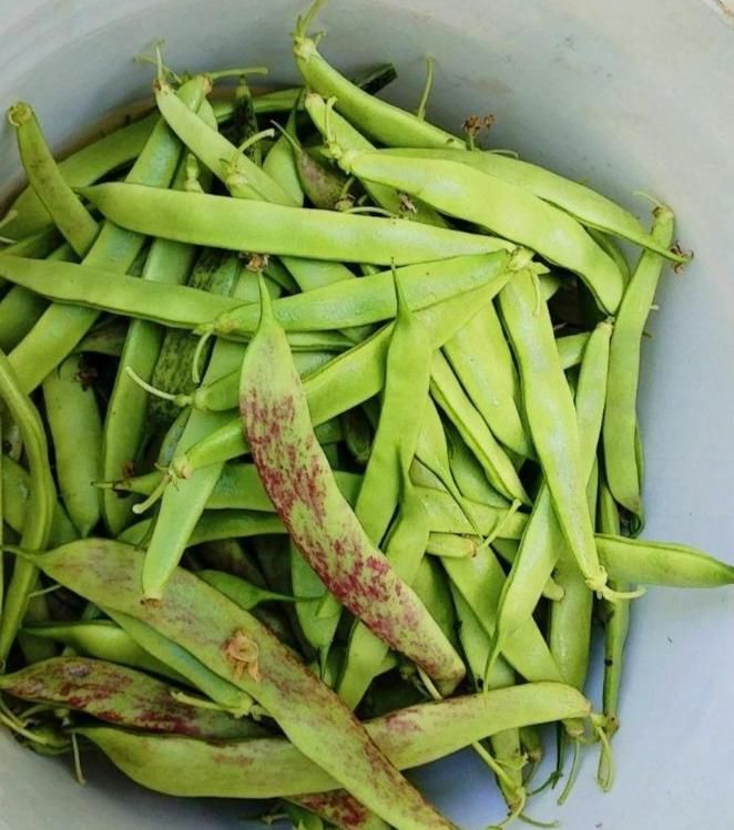 لوبیا سبز|خوردنی و آشامیدنی|رشت, کوی امام رضا|دیوار