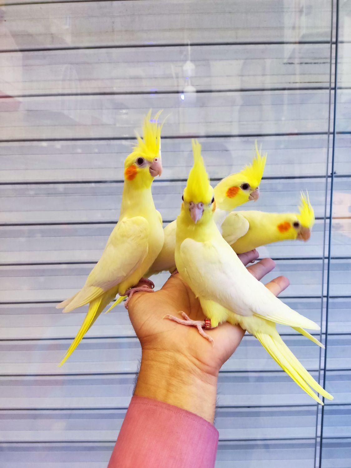 جوجه عروس هلندی رام دستی تاج بلند و قدبلند و تپلی|پرنده|کرمان, |دیوار