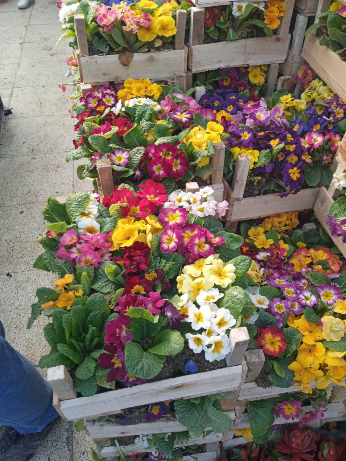 سمپاشی وباغبانی درکل نقاط تهران(سم سوسک وساس )|خدمات باغبانی و درختکاری|تهران, فرمانیه|دیوار