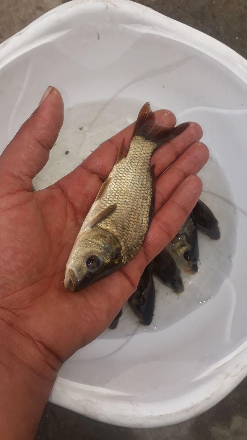 ماهی کپور. قرمز. کوی.|ماهی|سمنان, |دیوار