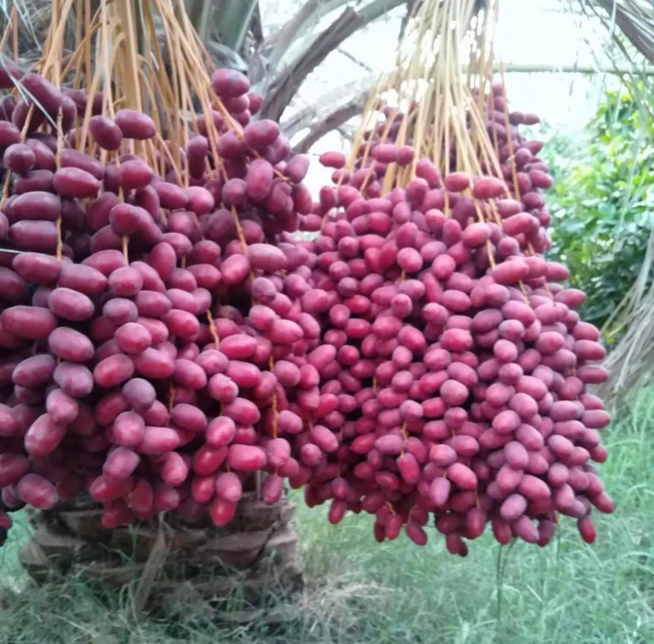نخلستان مضافتی|فروش دفتر صنعتی، کشاورزی، تجاری|بندرعباس, |دیوار