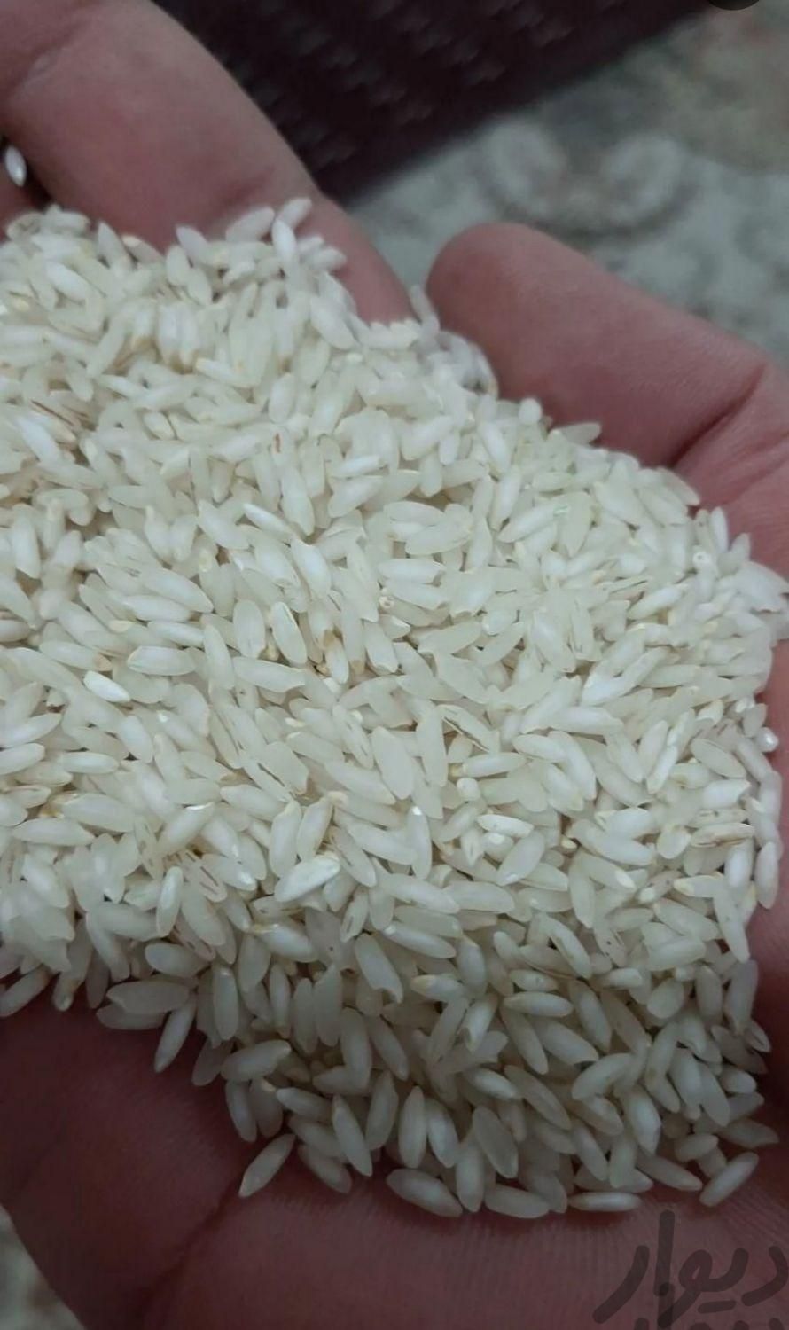 برنج دانه بلند شوشتر|خوردنی و آشامیدنی|اهواز, کوی مهدیس|دیوار