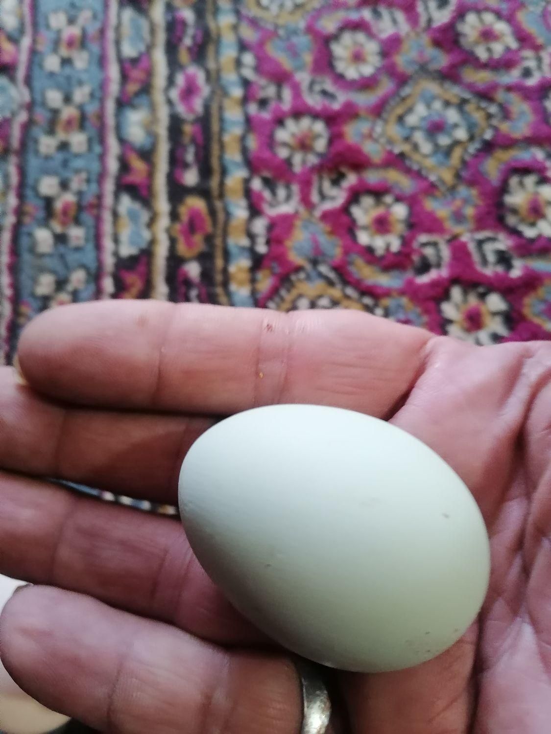 تخم نطفه دار بلدرچین|حیوانات مزرعه|بیرجند, |دیوار