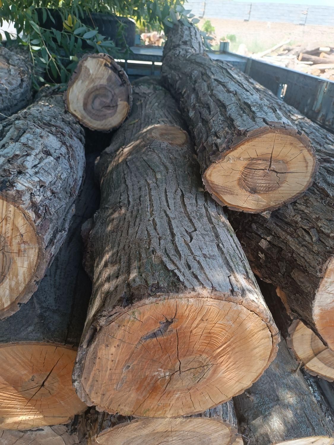 خرید وفروش انواع چوب وقطع وهرس درختان|خدمات باغبانی و درختکاری|مشهد, خواجه ربیع|دیوار