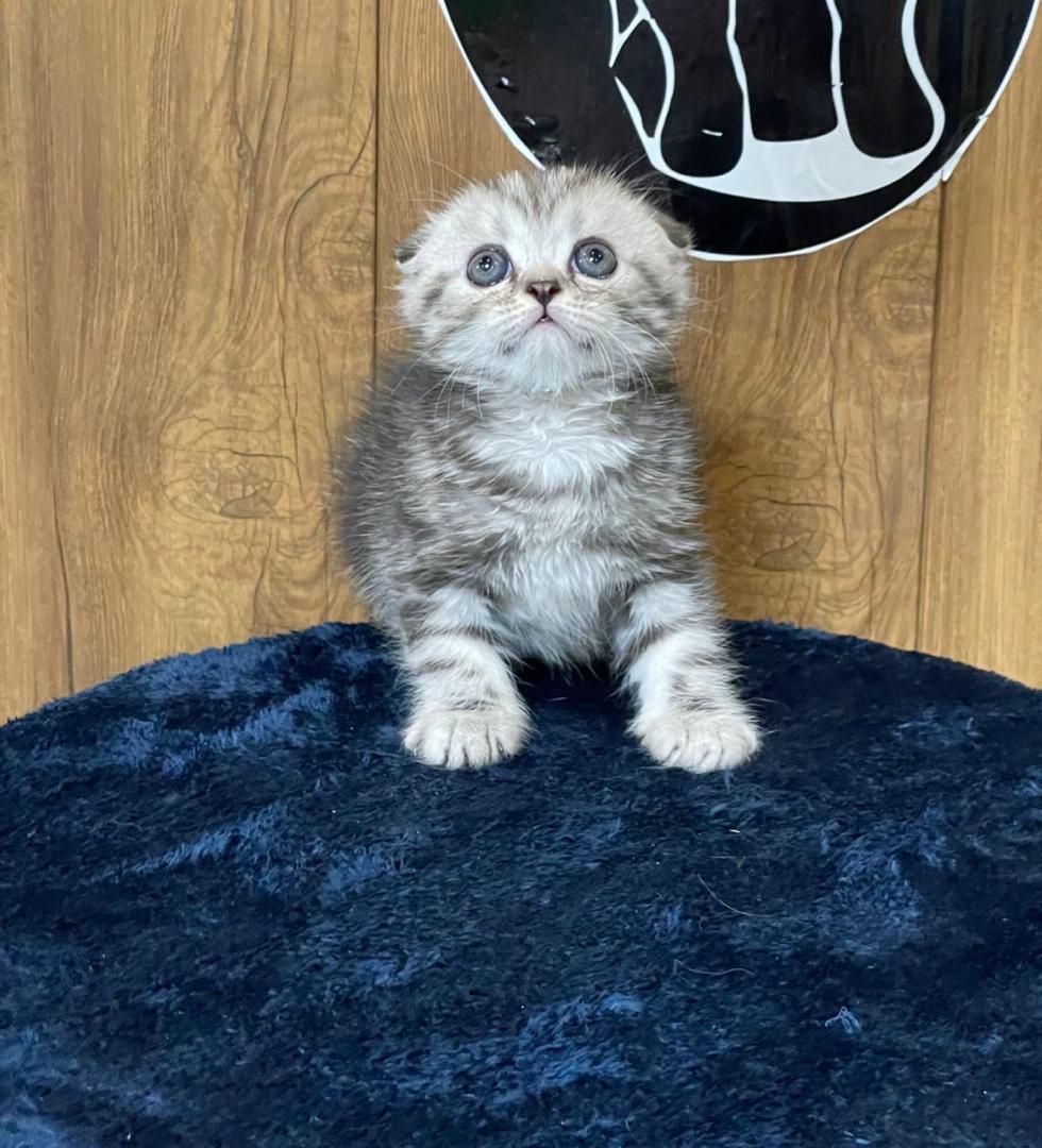 بچه گربه های اصیل نژاد دار گوگولی|گربه|کرج, دولت‌آباد|دیوار