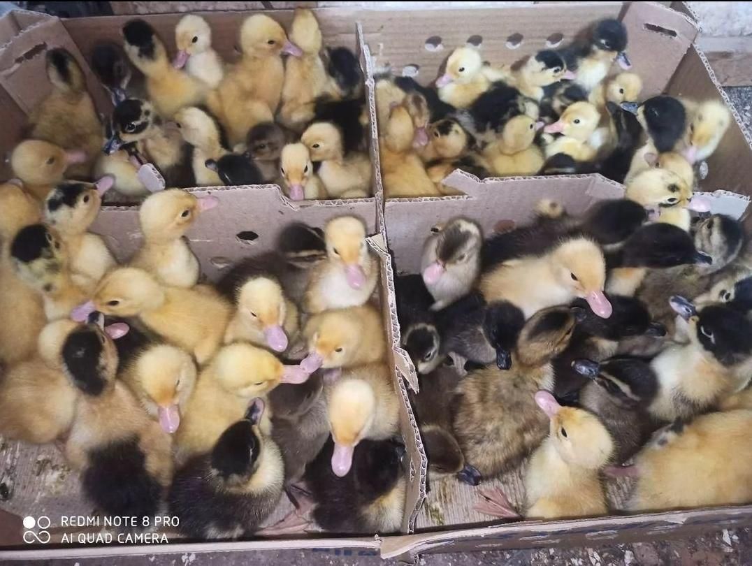 فروش جوجه رنگی محلی اردک ۳روزه|حیوانات مزرعه|همدان, |دیوار