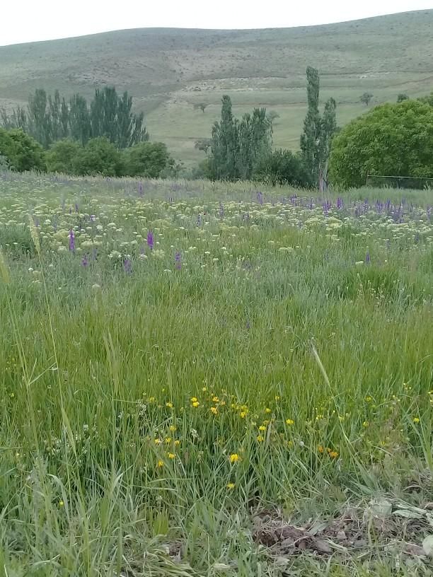 اجاره کوتاه مدت یک واحد سوئیت ۴۵متری|اجارهٔ کوتاهمدت آپارتمان و سوئیت|قزوین, |دیوار