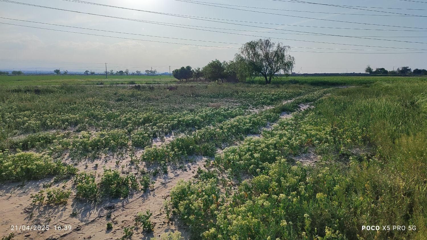فروش زمین ۱۱۰۰ متری در خین عرب روستای بهار|فروش زمین و ملک کلنگی|مشهد, نوید (بلوار کشاورز)|دیوار