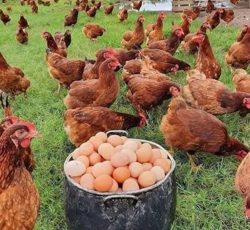 تولید دان بومی و گوشتی تخمگزار چکی|لوازم جانبی حیوانات|رباط‌کریم, |دیوار