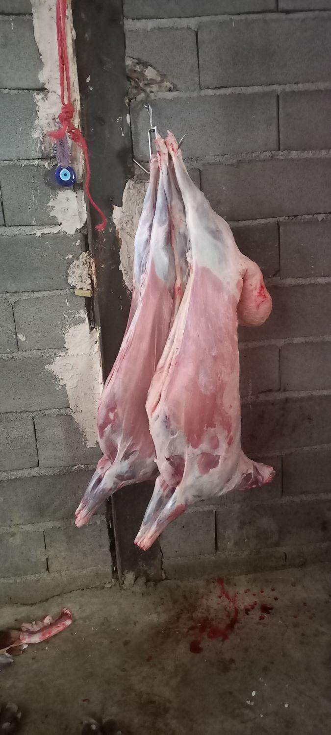 قصاب ذبح گوسفند گوساله|خدمات پذیرایی، مراسم|همدان, |دیوار