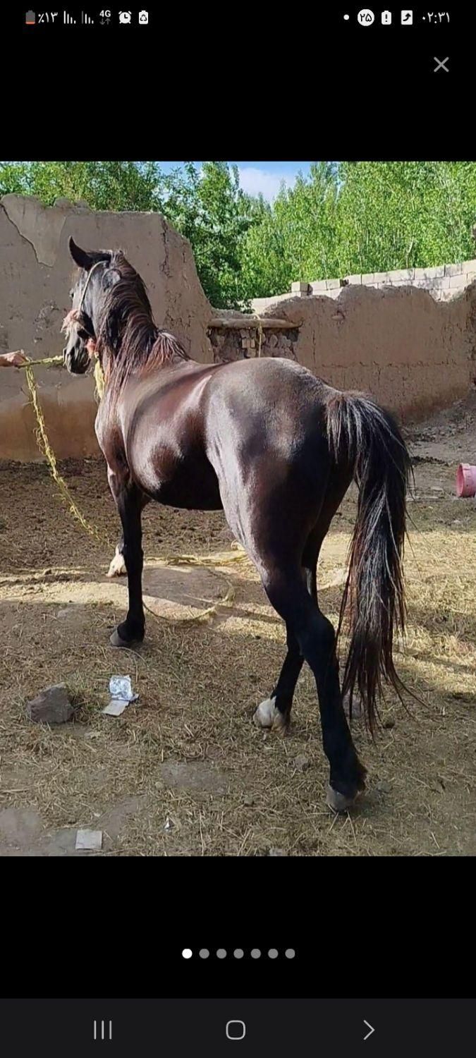 سلام دوستان این اسب گم شده|حیوانات|خوی, |دیوار
