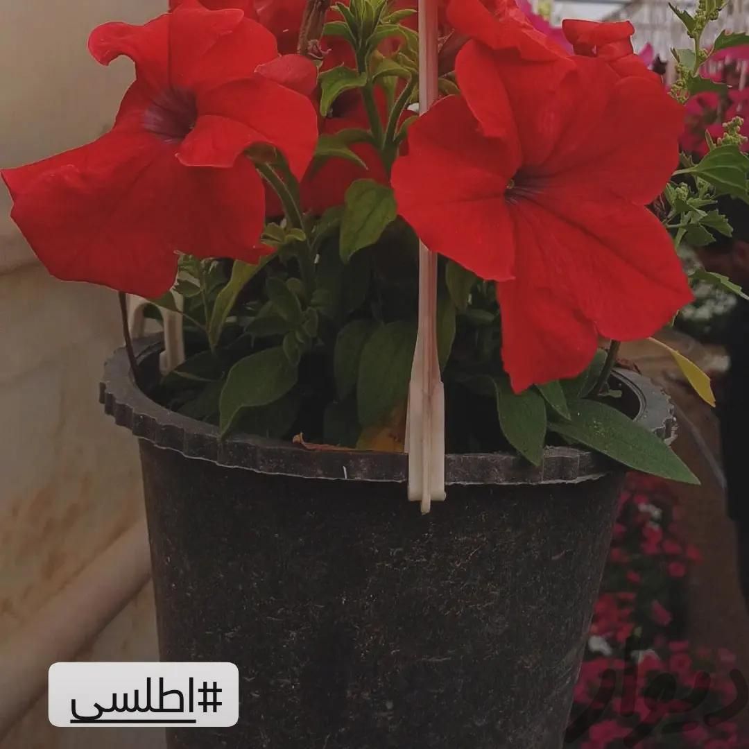 انواع گل و گیاه با|گل و گیاه طبیعی|تهران, شهید آوینی|دیوار