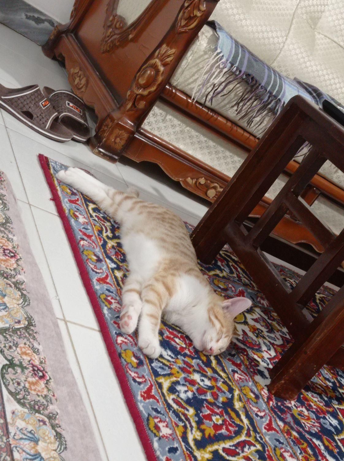 واگذاری بچه گربه دو قلو|گربه|رشت, جانبازان|دیوار